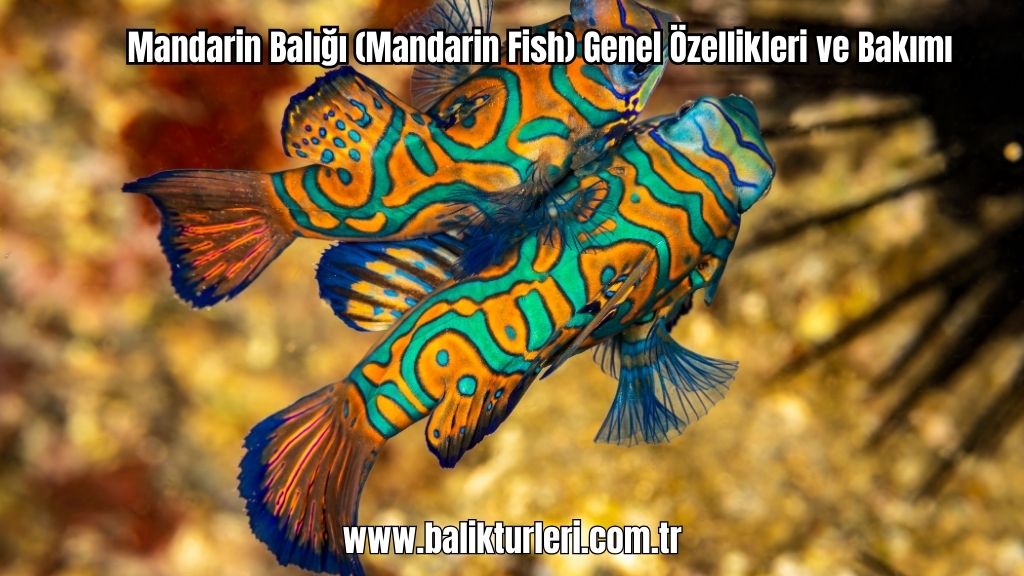 Mandarin Balığı