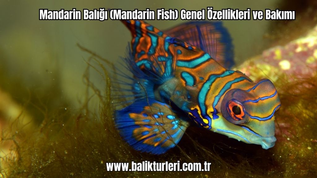 Mandarin Balığı