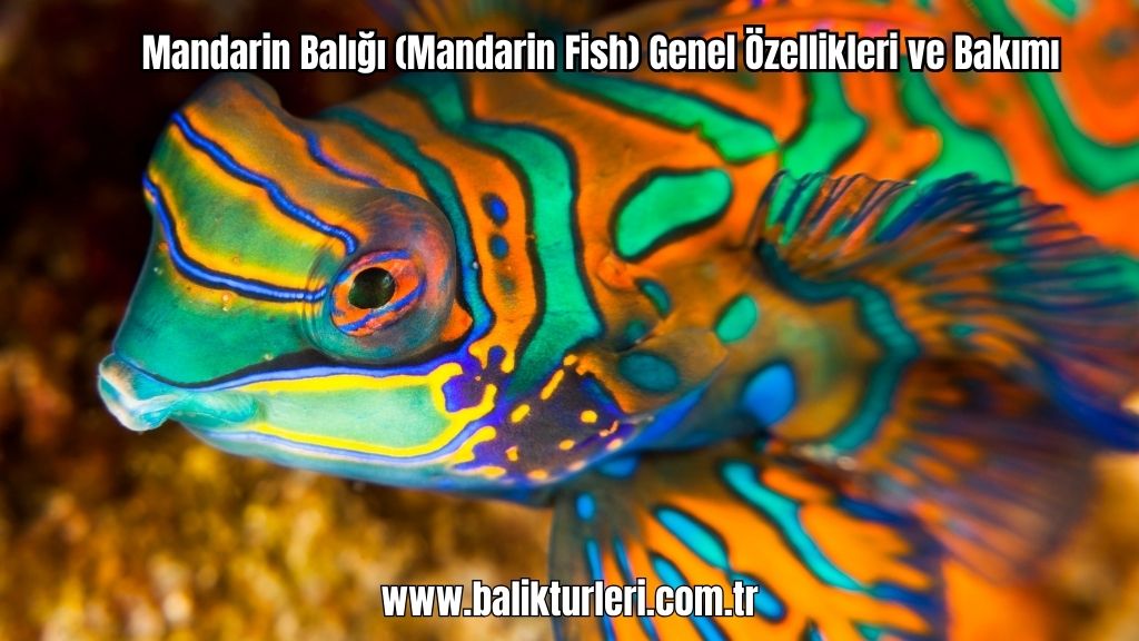 Mandarin Balığı