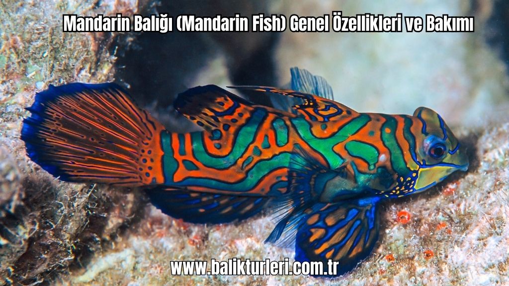 Mandarin Balığı