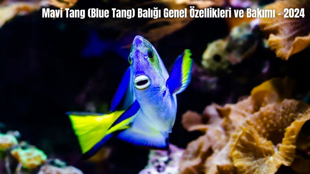 Mavi Tang (Blue Tang) Balığı Genel Özellikleri ve Bakımı - 2024