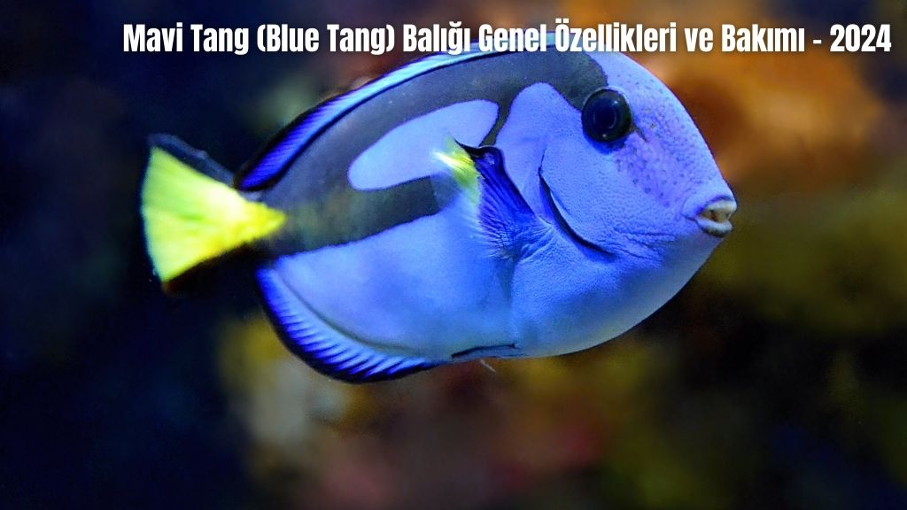 Mavi Tang (Blue Tang) Balığı Genel Özellikleri ve Bakımı - 2024
