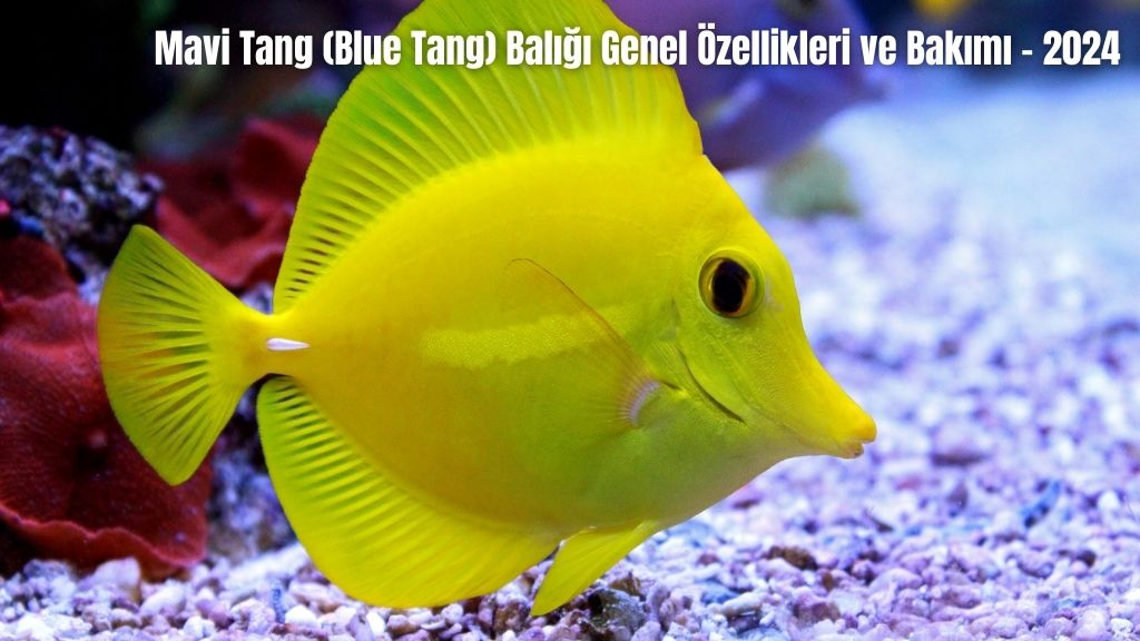 Mavi Tang (Blue Tang) Balığı Genel Özellikleri ve Bakımı - 2024