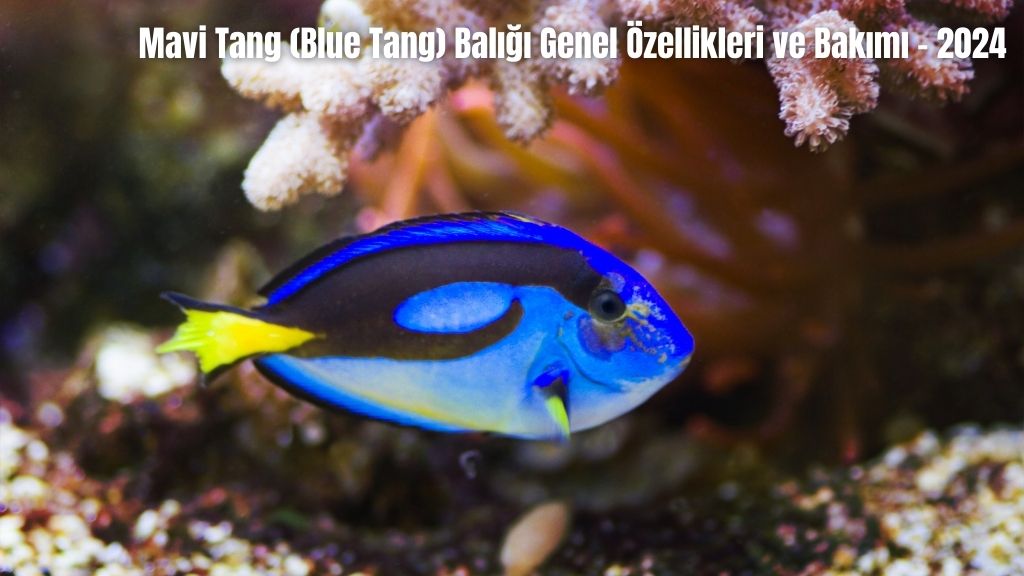 Mavi Tang (Blue Tang) Balığı Genel Özellikleri ve Bakımı - 2024