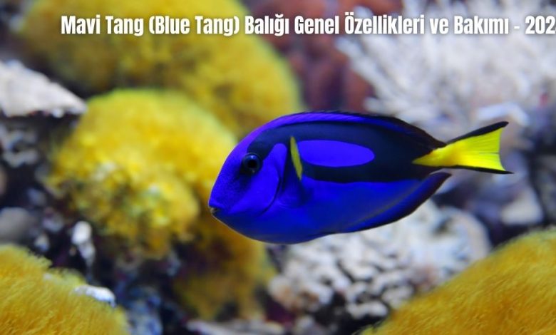 Mavi-Tang-Blue-Tang-Baligi-Genel-Ozellikleri-ve-Bakimi-2024