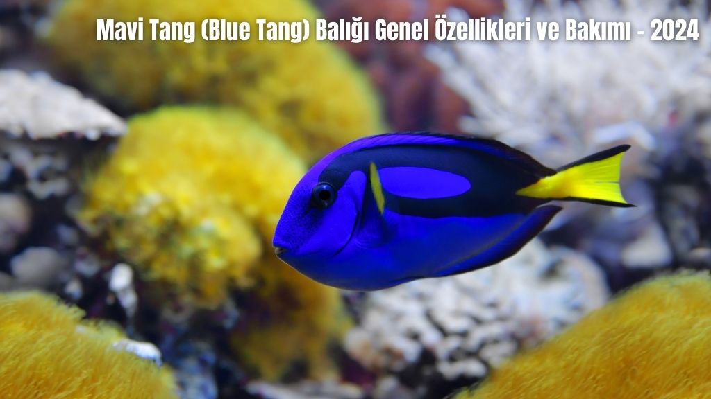 Mavi Tang (Blue Tang) Balığı Genel Özellikleri ve Bakımı - 2024