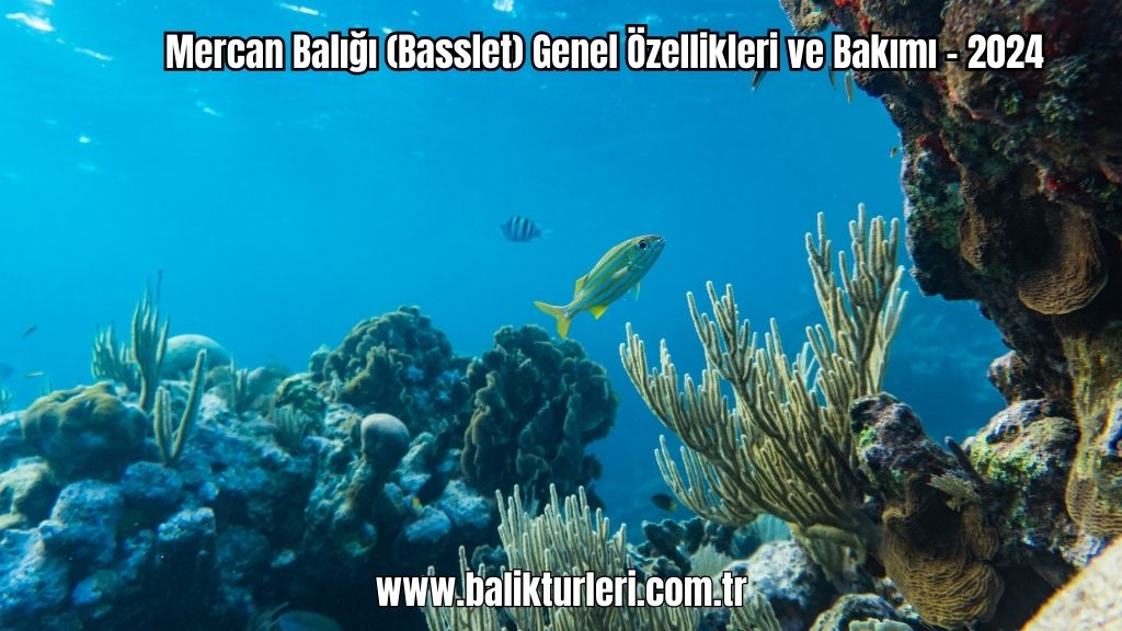 Mercan Balığı (Basslet) Genel Özellikleri ve Bakımı - 2024