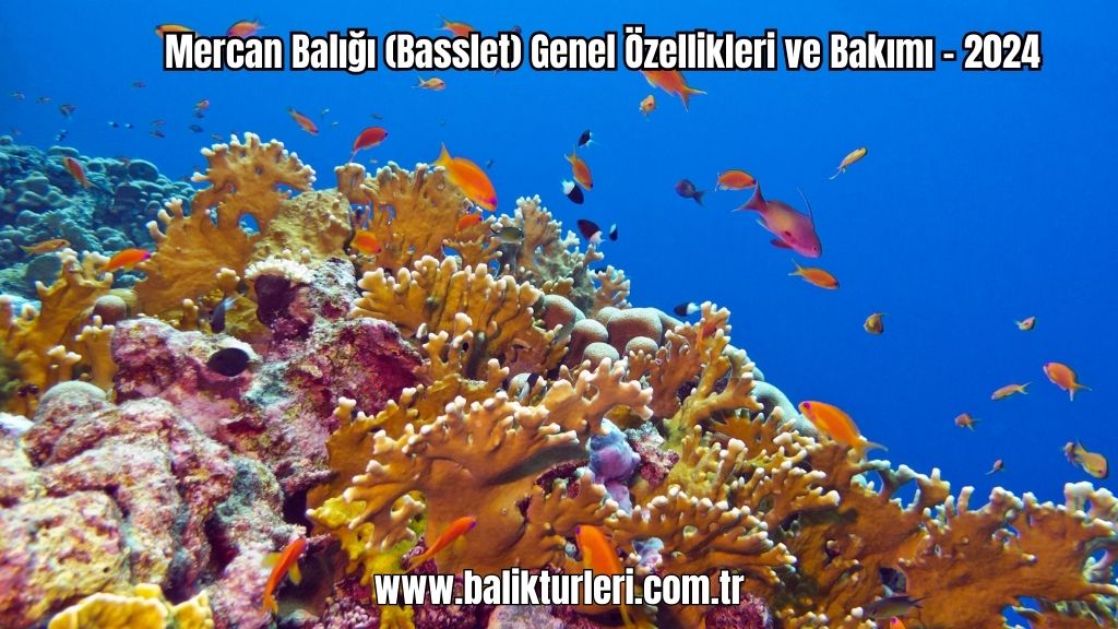 Mercan Balığı (Basslet) Genel Özellikleri ve Bakımı - 2024
