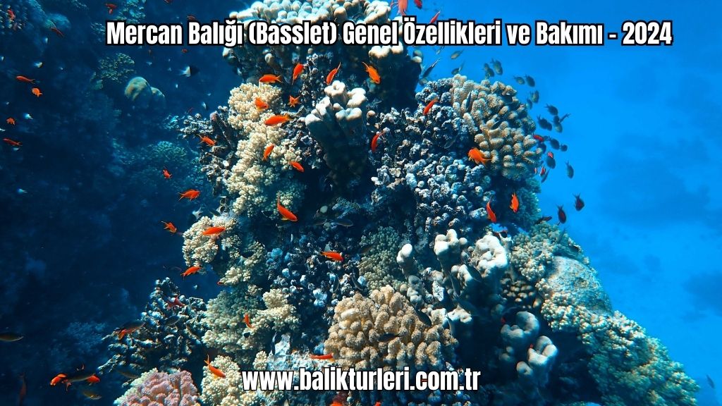 Mercan Balığı (Basslet) Genel Özellikleri ve Bakımı - 2024