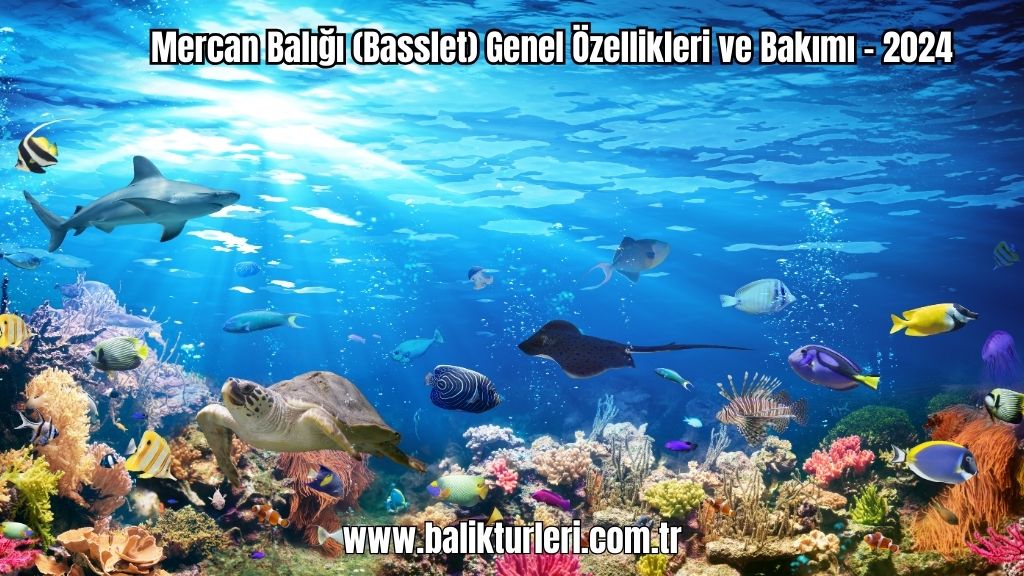 Mercan Balığı (Basslet) Genel Özellikleri ve Bakımı - 2024