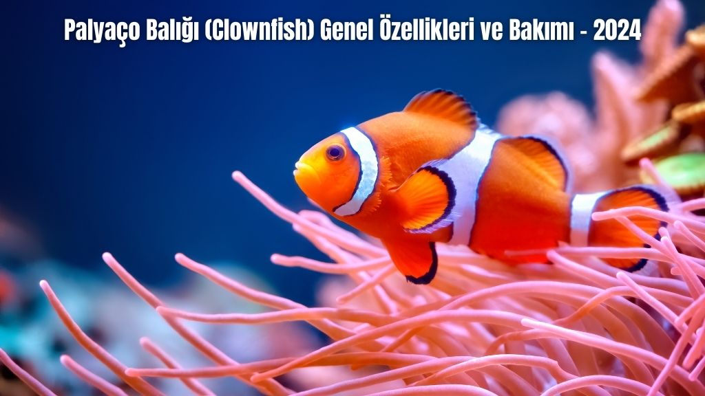 Palyaço Balığı (Clownfish) Genel Özellikleri ve Bakımı - 2024