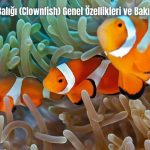 Palyaco-Baligi-Clownfish-Genel-Ozellikleri-ve-Bakimi-2024