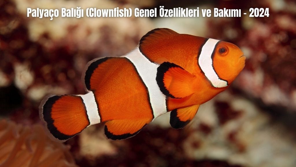 Palyaço Balığı (Clownfish) Genel Özellikleri ve Bakımı - 2024
