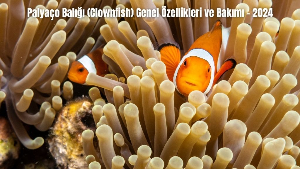 Palyaço Balığı (Clownfish) Genel Özellikleri ve Bakımı - 2024