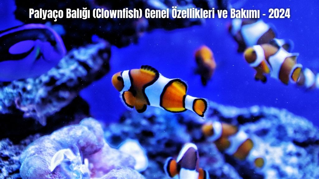 Palyaço Balığı (Clownfish) Genel Özellikleri ve Bakımı - 2024