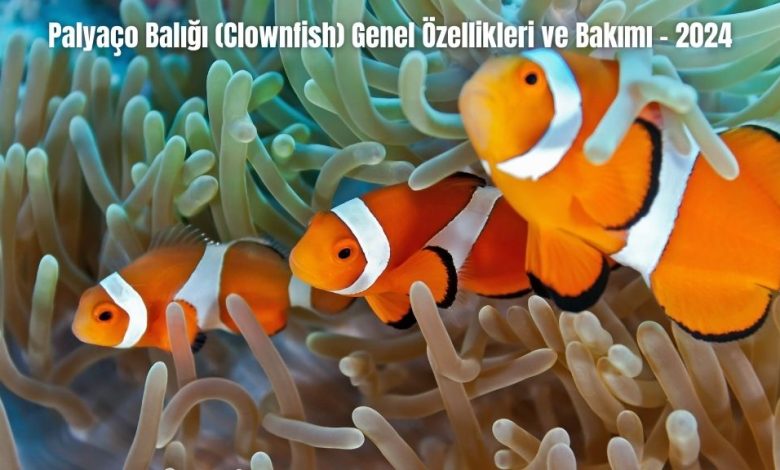 Palyaco-Baligi-Clownfish-Genel-Ozellikleri-ve-Bakimi-2024