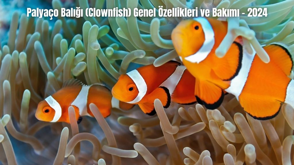 Palyaço Balığı (Clownfish) Genel Özellikleri ve Bakımı - 2024