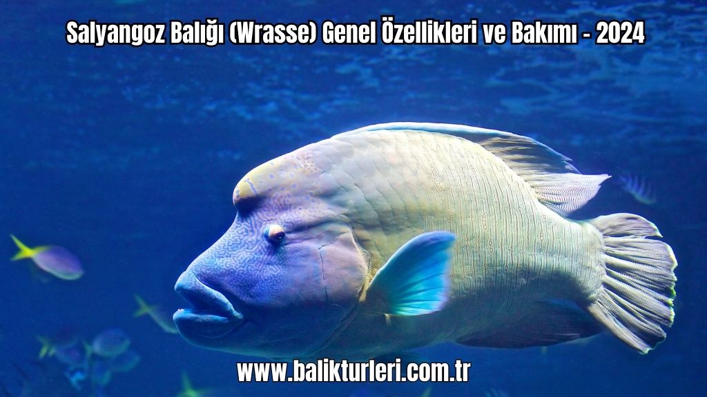 Salyangoz Balığı (Wrasse) Genel Özellikleri ve Bakımı - 2024