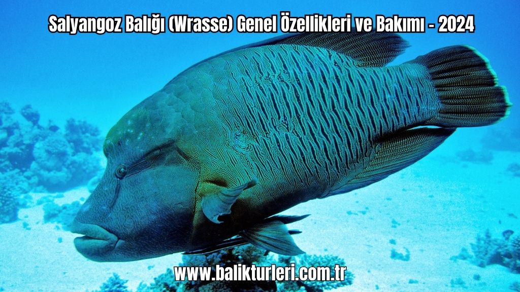 Salyangoz Balığı (Wrasse) Genel Özellikleri ve Bakımı - 2024
