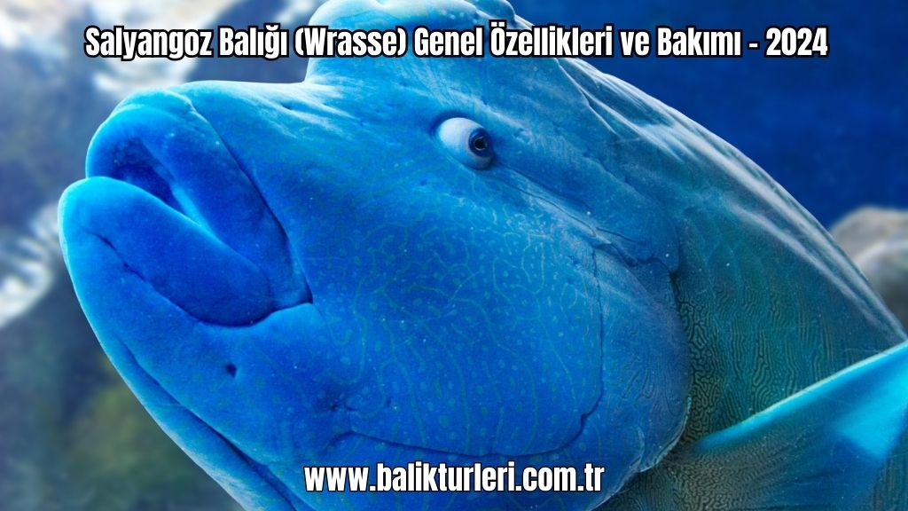 Salyangoz Balığı (Wrasse) Genel Özellikleri ve Bakımı - 2024