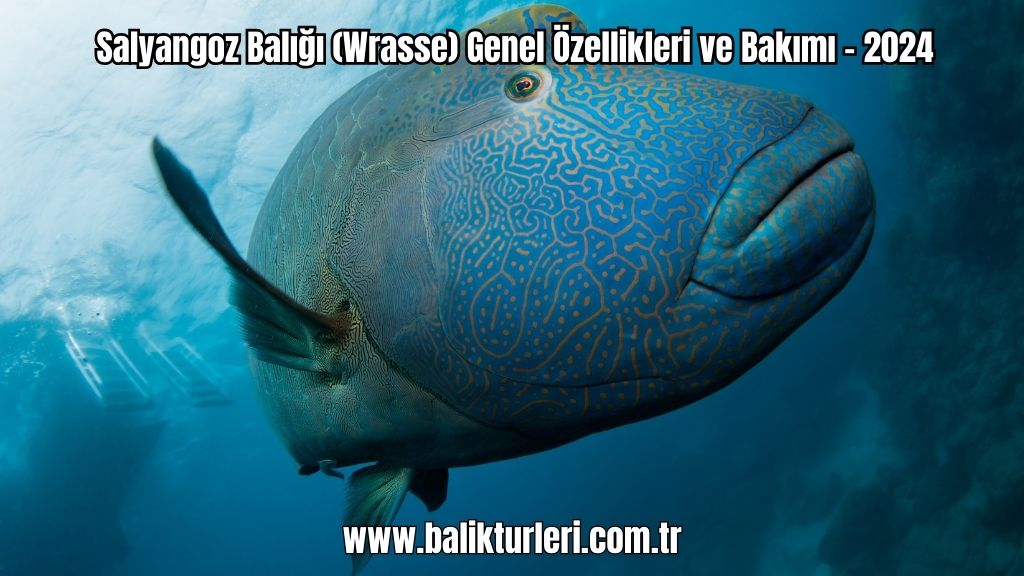 Salyangoz Balığı (Wrasse) Genel Özellikleri ve Bakımı - 2024
