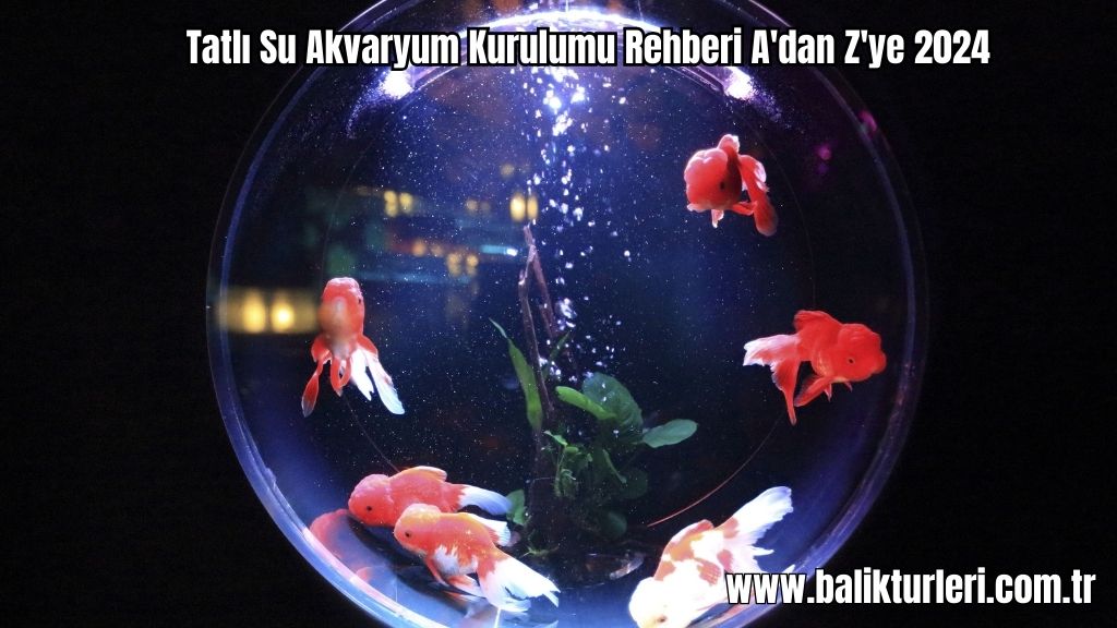 Tatlı Su Akvaryum Kurulumu Rehberi A'dan Z'ye 2024