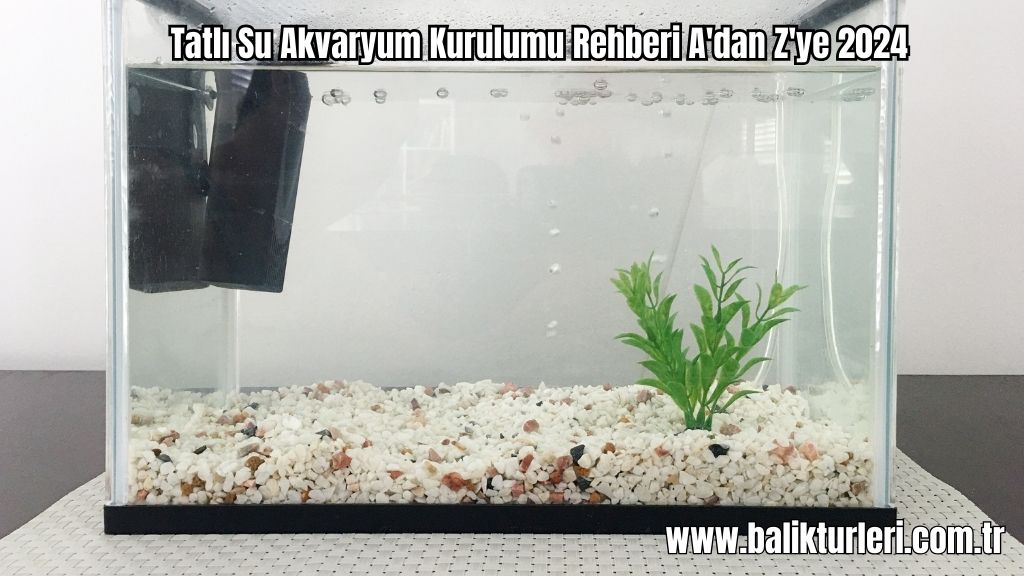 Tatlı Su Akvaryum Kurulumu Rehberi A'dan Z'ye 2024