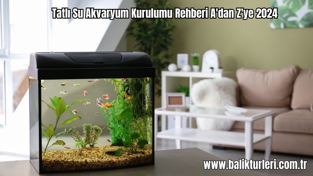 Tatlı Su Akvaryum Kurulumu Rehberi A'dan Z'ye 2024