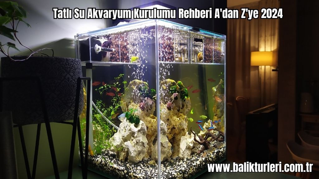 Tatlı Su Akvaryum Kurulumu Rehberi A'dan Z'ye 2024