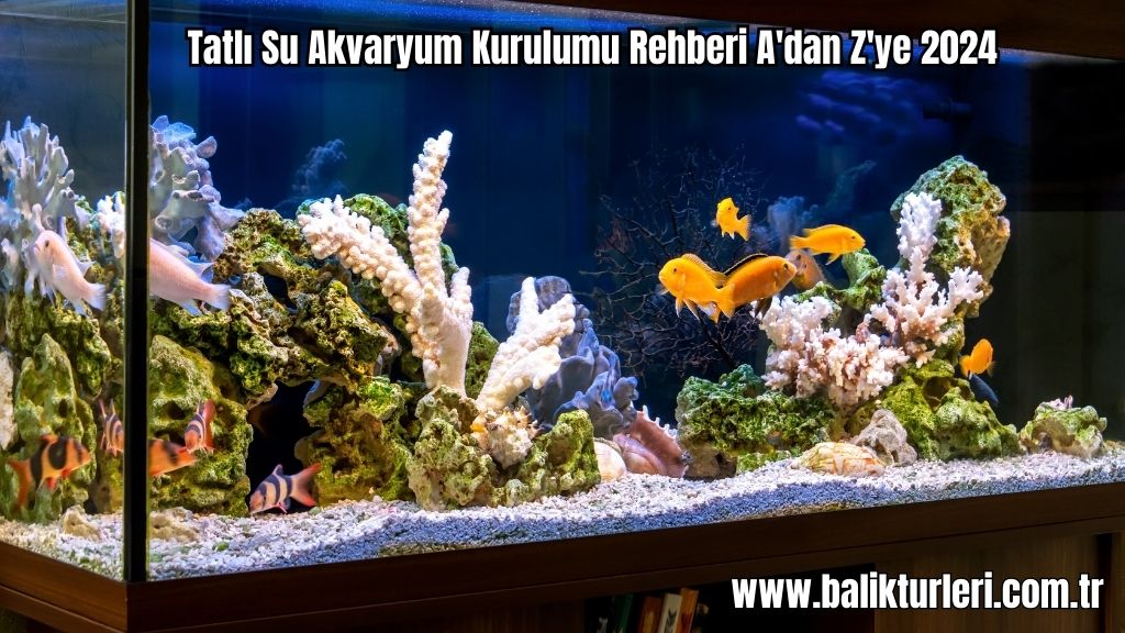 Tatlı Su Akvaryum Kurulumu Rehberi A'dan Z'ye 2024