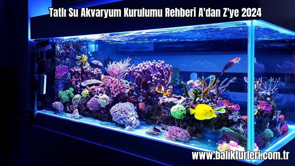 Tatlı Su Akvaryum Kurulumu Rehberi A'dan Z'ye 2024