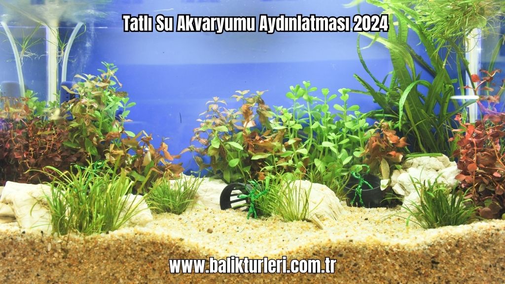 Tatlı Su Akvaryumu Aydınlatması 2024