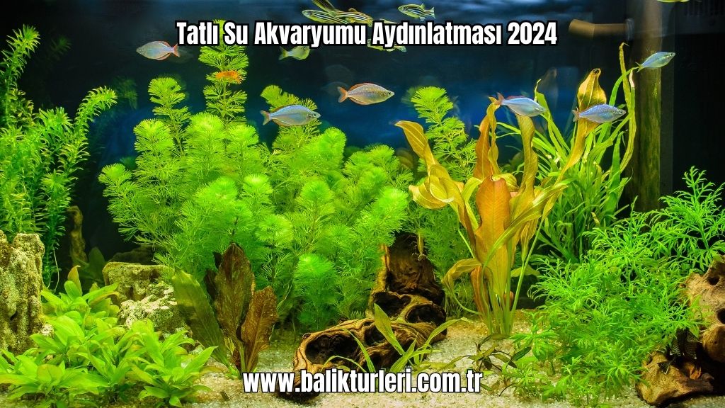 Tatlı Su Akvaryumu Aydınlatması 2024