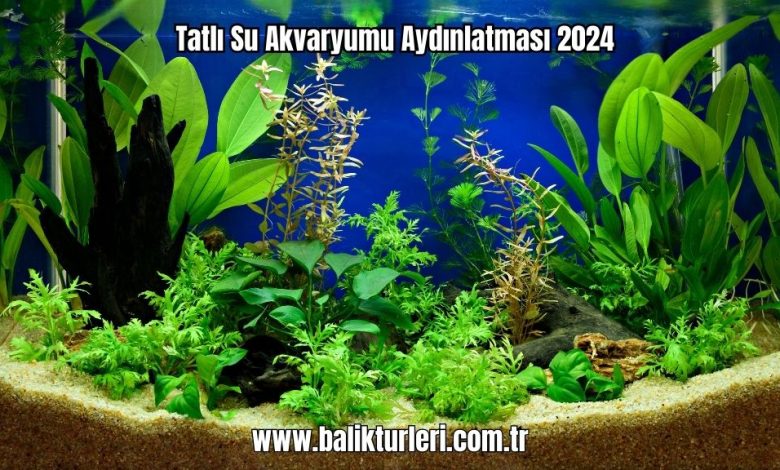 Tatli-Su-Akvaryumu-Aydinlatmasi-2024