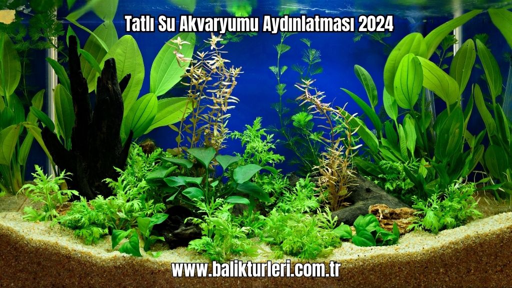 Tatlı Su Akvaryumu Aydınlatması 2024