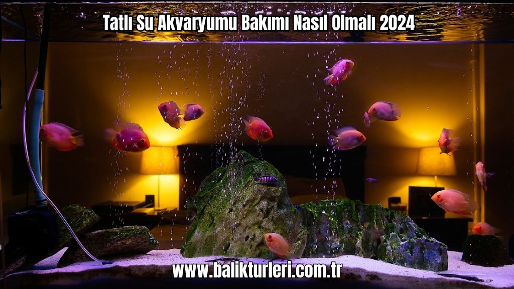 Tatlı Su Akvaryumu Bakımı Nasıl Olmalı 2024
