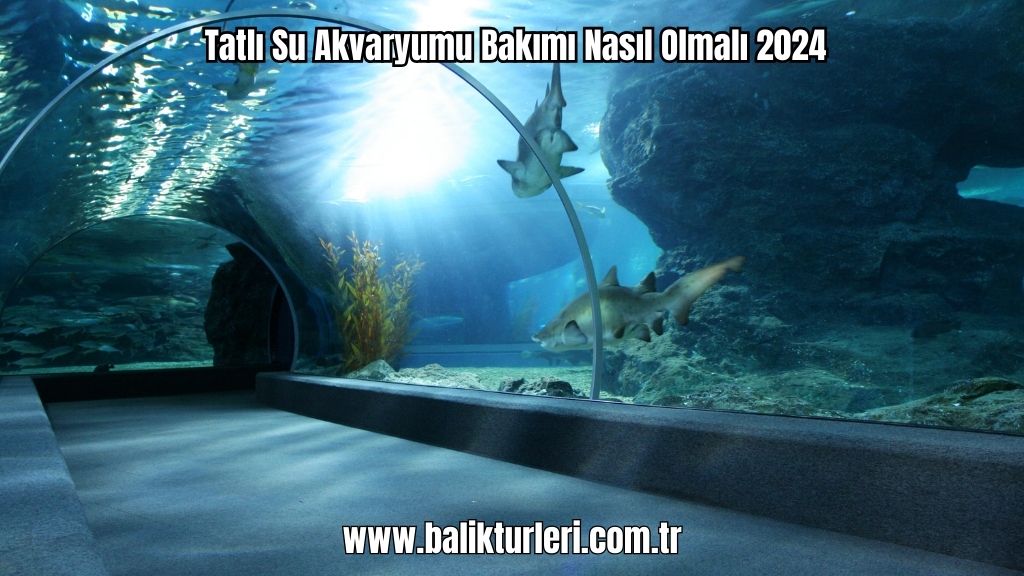 Tatlı Su Akvaryumu Bakımı Nasıl Olmalı 2024