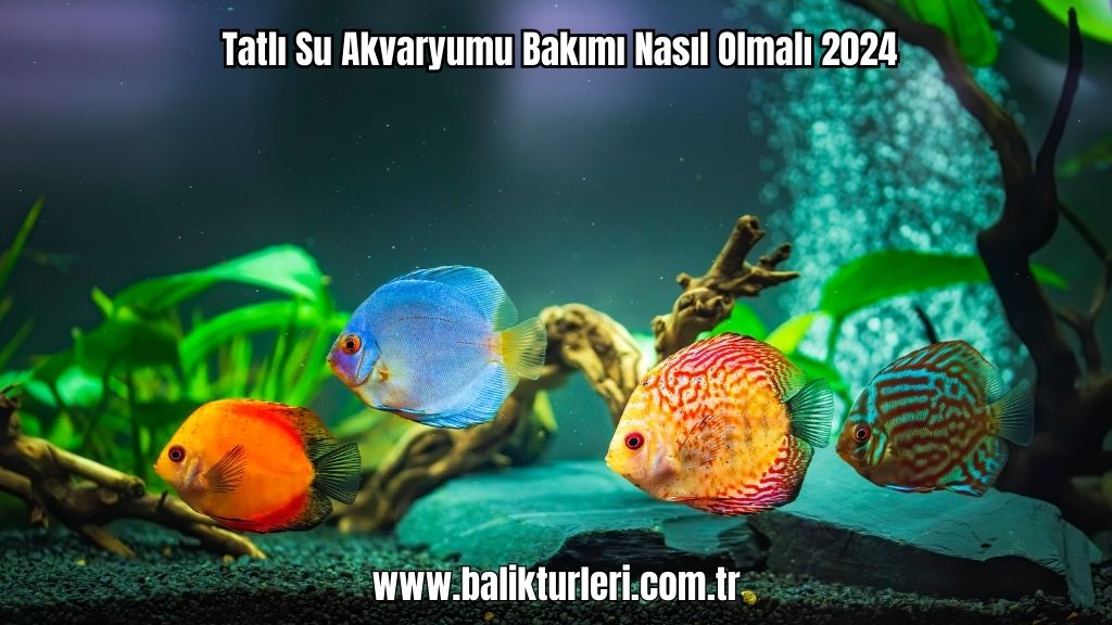 Tatlı Su Akvaryumu Bakımı Nasıl Olmalı 2024