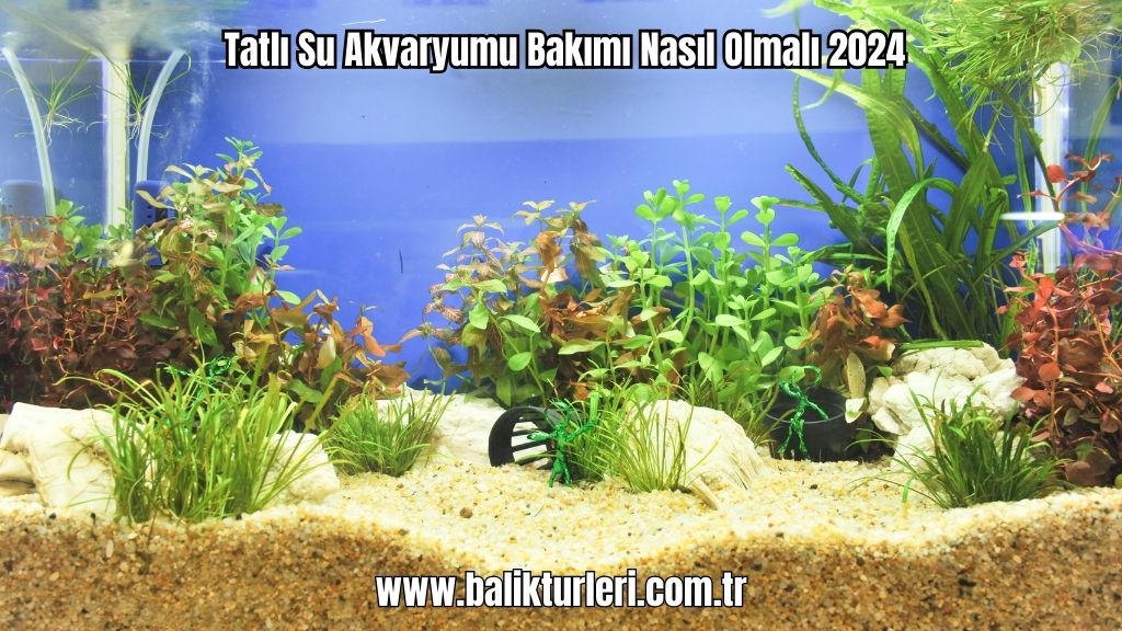 Tatlı Su Akvaryumu Bakımı Nasıl Olmalı 2024