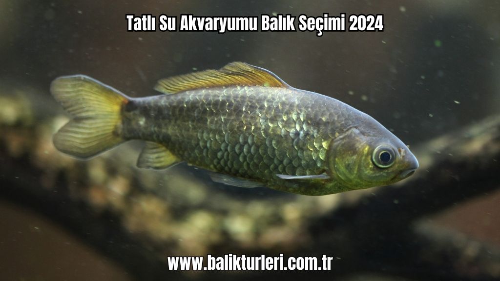 Tatlı Su Akvaryumu Balık Seçimi 2024