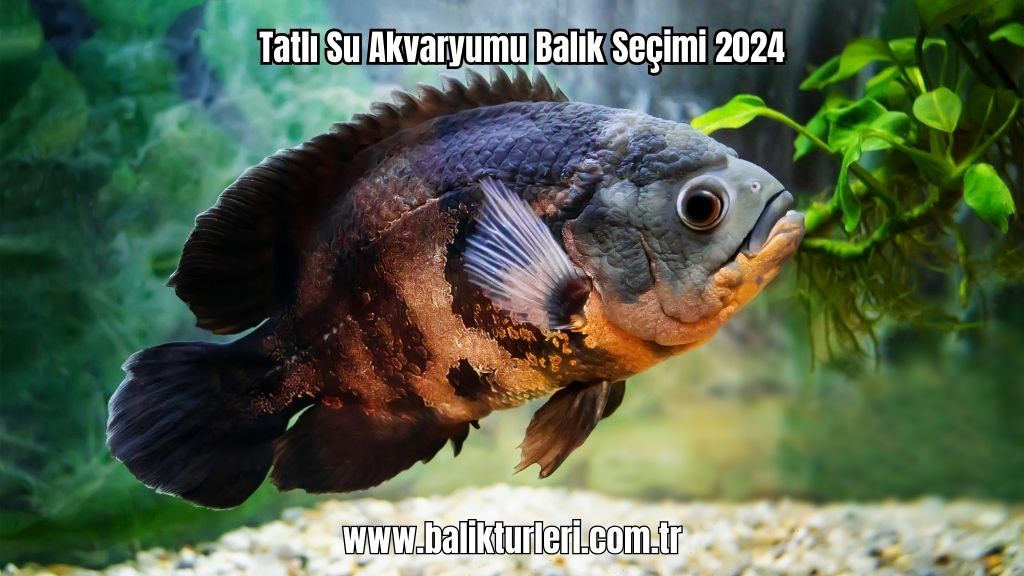 Tatlı Su Akvaryumu Balık Seçimi 2024