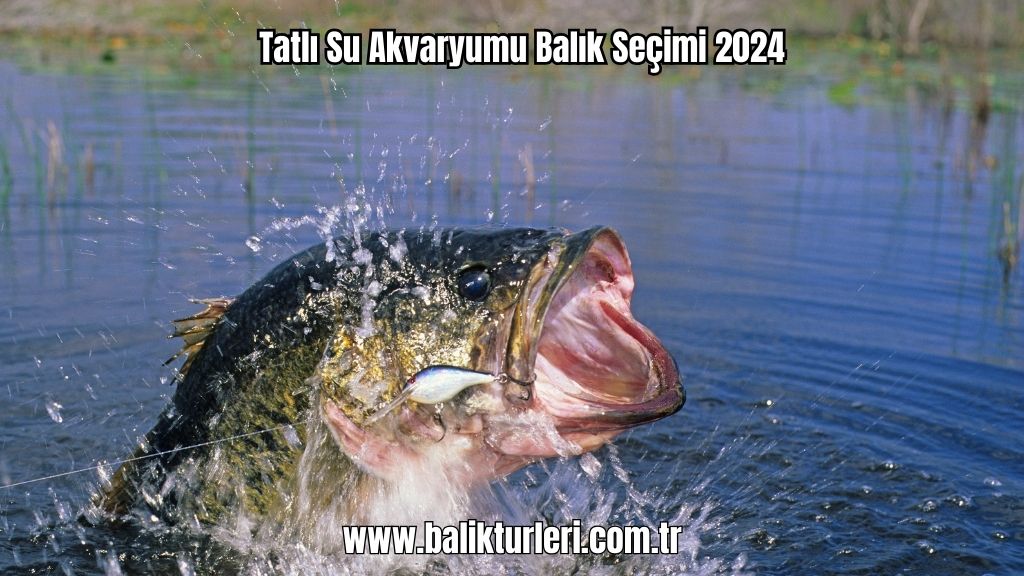 Tatlı Su Akvaryumu Balık Seçimi 2024
