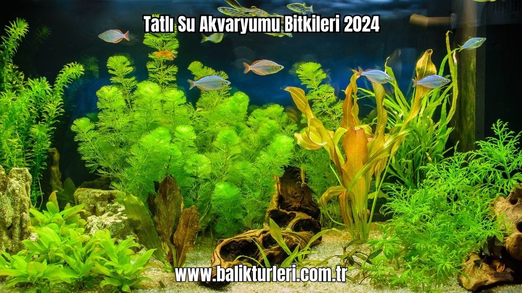 Tatlı Su Akvaryumu Bitkileri 2024