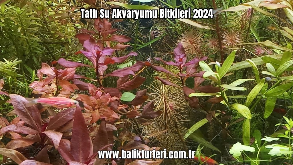 Tatlı Su Akvaryumu Bitkileri 2024
