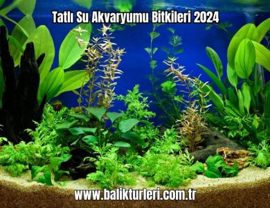Tatli-Su-Akvaryumu-Bitkileri-2024