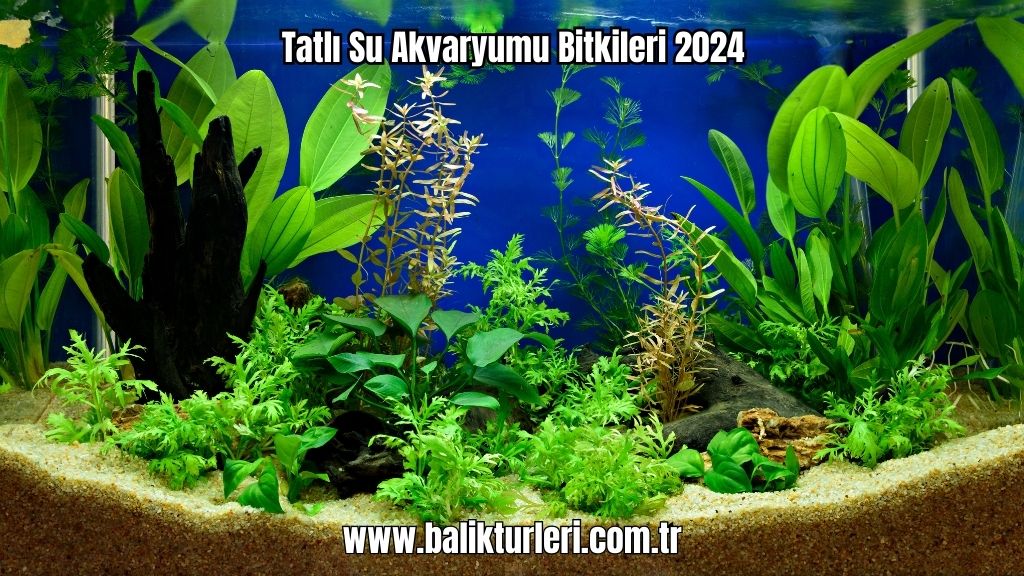 Tatlı Su Akvaryumu Bitkileri 2024
