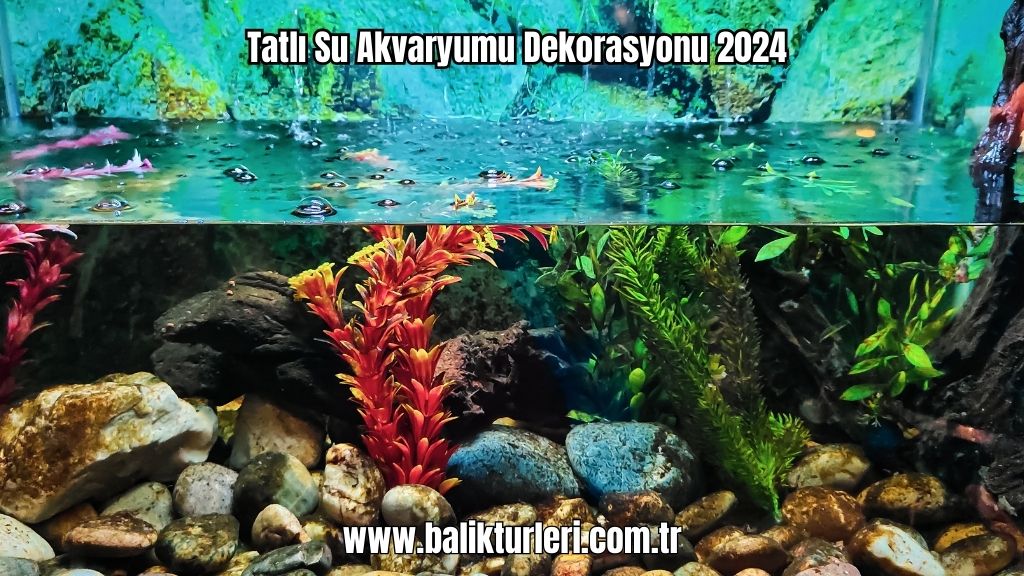 Tatlı Su Akvaryumu Dekorasyonu 2024