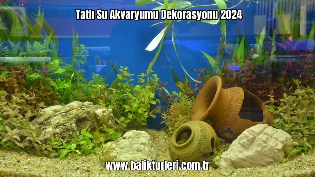 Tatlı Su Akvaryumu Dekorasyonu 2024