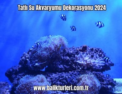 Tatli-Su-Akvaryumu-Dekorasyonu-2024