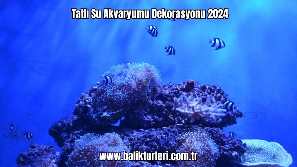 Tatlı Su Akvaryumu Dekorasyonu 2024